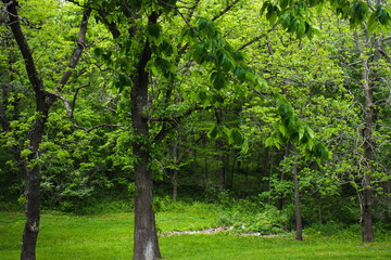 Fototapeta na wymiar Green Trees