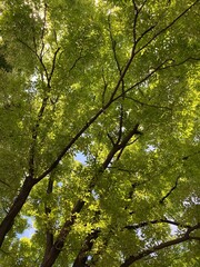 trees in the forest