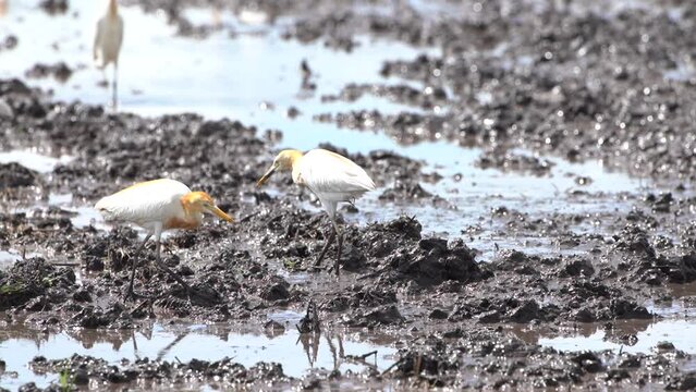 a herd of buffalo egrets or Bubulcus ibis, is looking for food in the form of worms in muddy fields.