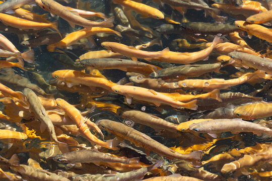 Grupo o cardumen de peces o truchas nadando en aguas cristalinas, peces amarillos dorados