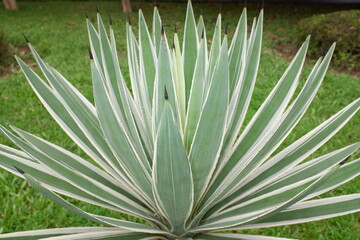 Fototapeta premium Agave americana in nature background. Close up of huge agave plants. Thickets of the agave plant.