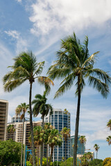 Fototapeta na wymiar Palm trees outdoors with condominiums at the background in Miami, Florida