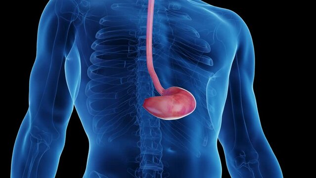 3d rendered medical animation of a man's upper digestive tract