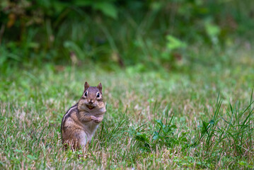 Chipmunk in the grass in Wisconsin