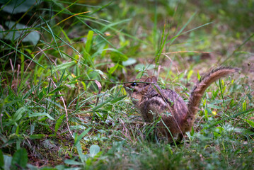 Chipmunk in the grass in Wisconsin