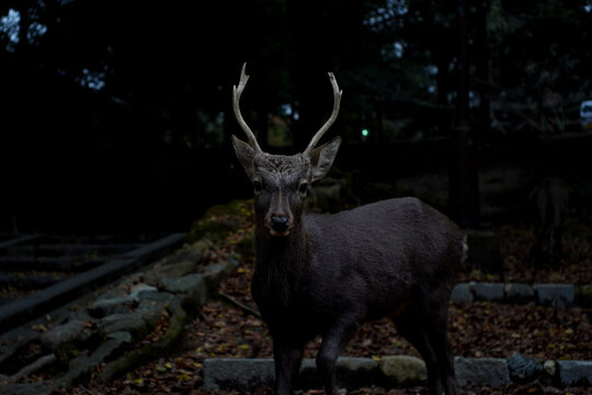 Deer in Nara.