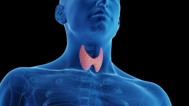 3d rendered medical animation of the thyroid gland of a man