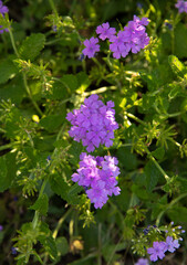 Floral. Top view of Glandularia purple flowers, blooming in the park.	
