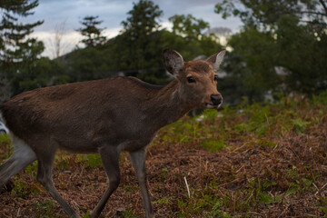 Deer in Nara.
