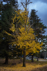 Fototapeta premium Deer in Nara.