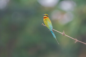 Blue-tailed Bee-eater perched on branch