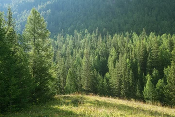 Fotobehang Forest edge on a summer morning, greenery of trees and grass © Valerii