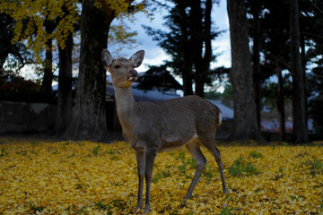 Naklejka na ściany i meble Deer in Nara.