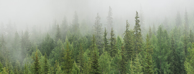 Mountain taiga in the morning fog, wild coniferous forest, panoramic view