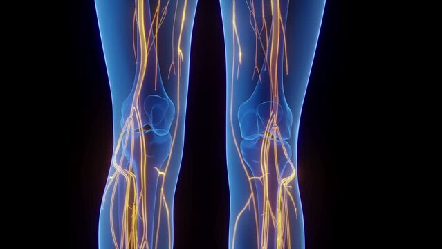 3d rendered medical animation of the nerves all over a woman's body