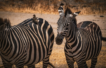 Fototapeta na wymiar Bird on Zebra in Tanzania