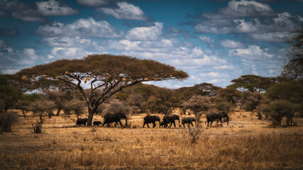 Herd of African Elephants in Tanzania