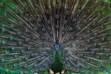 Peacock's tail, Male thai peacock shows his beautiful tail,  male peacock in breeding season.