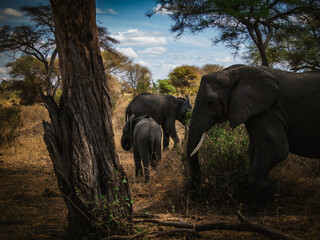 Fototapeta na wymiar African Elephants in Trees