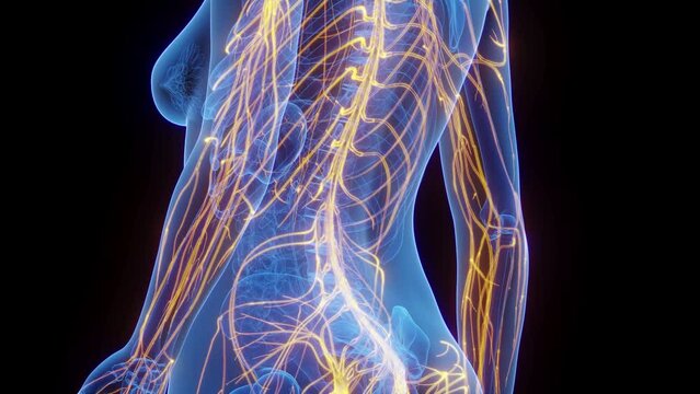 3d rendered medical animation of the nerves all over a woman's body