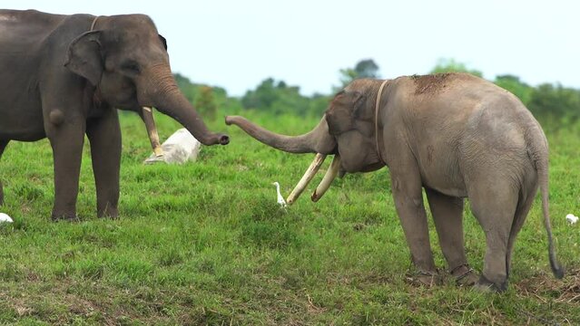 close up video, Sumatran elephant / Elephas maximus sumatrensis, communicating with its trunk, in the Way Kambas Forest National Park.
