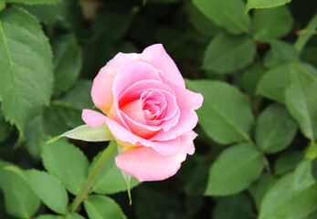 Bunch of rosy roses isolated in the garden
