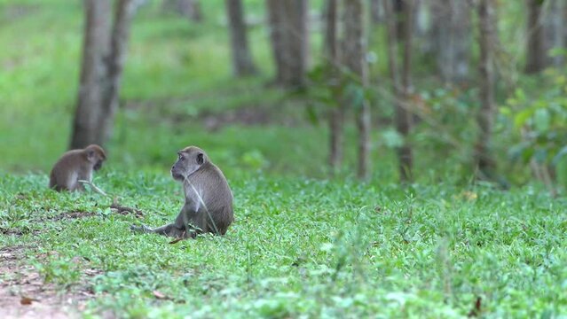 Long-tailed monkey "Macaca fascicularis" looking for food in the forest area of ​​Indonesia's Way Kambas national park.