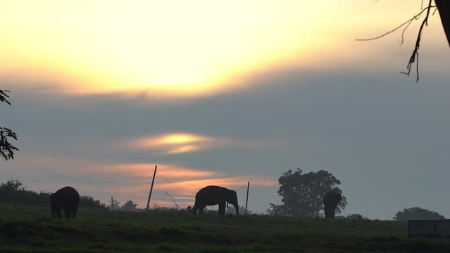 Elephas maximus sumatranus. three Sumatran elephants in the middle of a grassland in Indonesia's Way Kambas Forest National Park.silhouette video. 