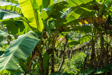 Banana Tree with large leaves