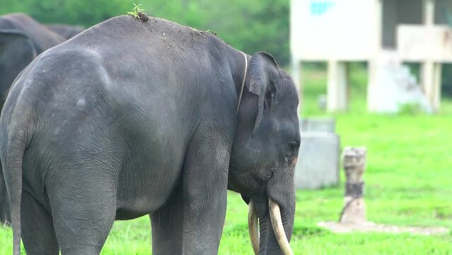 close up video, Sumatran elephant / Elephas maximus sumatrensis, in the Way Kambas Forest National Park.