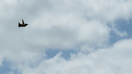 Hummingbird of Texas, Hummingbirds of Texas