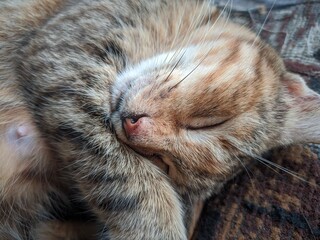 Fototapeta na wymiar close up of cat taking a nap