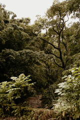 Jungle in Hawaii