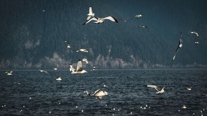 Flock of Seagulls in Alaska