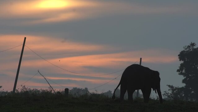 silhouette videos. dark video object against a beautiful evening sky background, an elephant is walking in the middle of a meadow in Indonesia's Way Kambas Forest National Park.