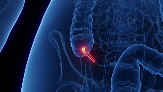 3d rendered medical animation of the appendix of a woman