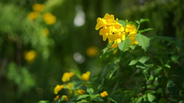 Slow motion video Beautiful Yellow elder (Trumpetbush,Trumpetflower) blooming on Summer day