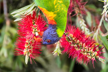 Rainbow Lorikeet in the bottlebrush tree