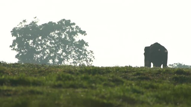 silhouette videos. dark video object against a light color background, an elephant is walking in the middle of a meadow in the Indonesian Way Kambas Forest National Park, a background of tree shadows 