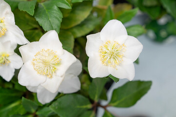 Beautiful delicate white hellebore blooms