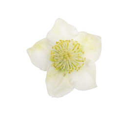 White hellebore bloom