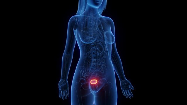 3d rendered medical animation of the urinary bladder of a woman
