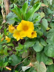 Fototapeta premium yellow flower in the garden
