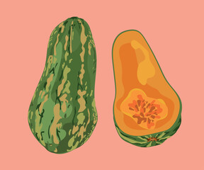 peruvian cushi squash vector illustration