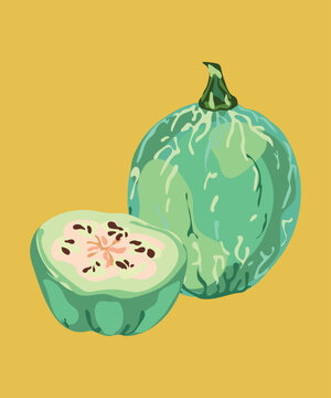 peruvian black seed squash vector illustration