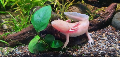 Underwater Axolotl portrait close up in an aquarium. Mexican walking fish. Ambystoma mexicanum