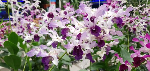 Fototapeta na wymiar Beautiful Purple White Orchid Flower. Dendrobium Unicorn Orchid, Tropical Blossom Orchid Flower