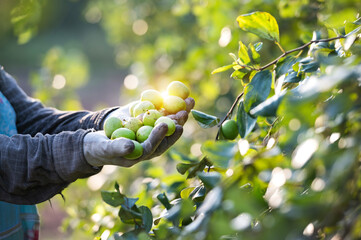 Chinese jujube fruit by farmer's hand Fresh jujube and jujube harvest by hand of farmer Gia Lai, Vietnam