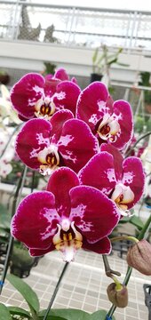 Phalaenopsis I-Hsin Stacy, Beautiful Red Pink and White Tropical Blossom Orchid Flower
