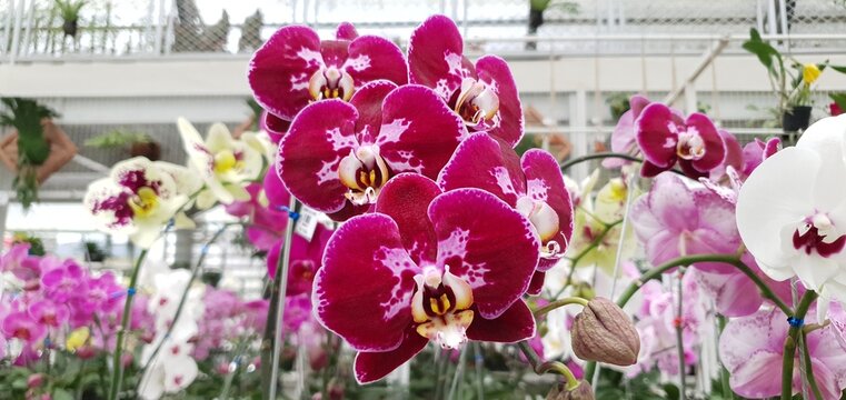 Phalaenopsis I-Hsin Stacy, Beautiful Red Pink and White Tropical Blossom Orchid Flower